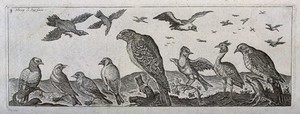 view Various birds in the air and on the ground with a large bird of prey in the centre. Engraving by H. Le Roy.