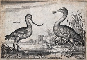 view Two birds, an avocet and spoonbill, by a pond. Engraving.