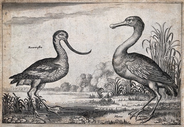 Two birds, an avocet and spoonbill, by a pond. Engraving.