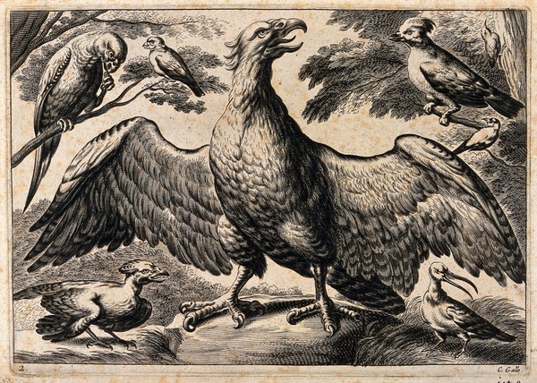 An eagle surrounded by parrots and other birds. Etching by C. Galle, ca. 1670, after F. Barlow.