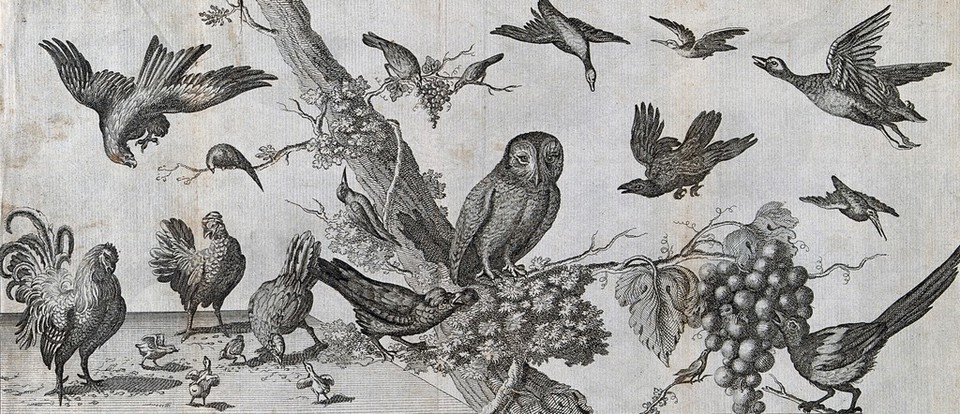 Various birds: chickens on the ground; an owl, magpie and woodpecker on a tree; ducks and eagles in the air. Etching by C. Mosley, ca. 1760.