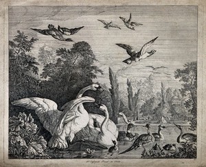 view Swans, ducks and other domesticated fowl in the park of a chateau. Etching by P. Casteels after himself.