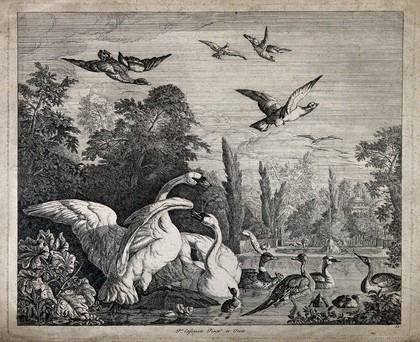 Swans, ducks and other domesticated fowl in the park of a chateau. Etching by P. Casteels after himself.