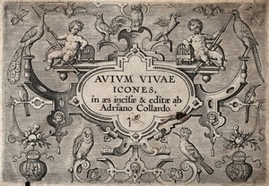 view Title page to Avium vivae icones adorned with two cherubs and various birds. Engraving by A. Collaert, ca. 1610.