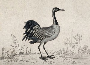 view A bird: a crane (Grus communis). Etching.