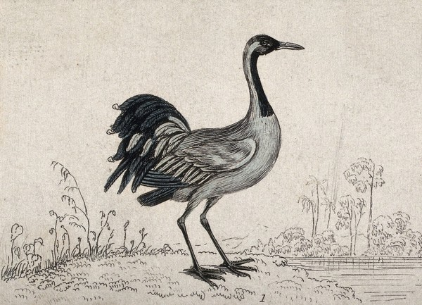 A bird: a crane (Grus communis). Etching.