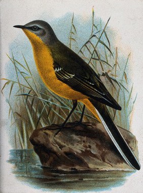 A bird: a yellow wagtail (Motacilla raii). Chromolithograph.