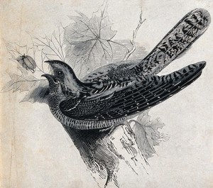 view A bird: a nightjar (Caprimulgus europaeus). Wood engraving, ca. 1889.