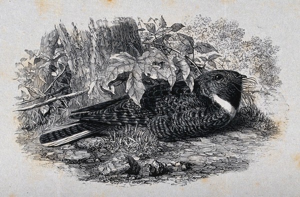 A bird, possibly a nightjar, lying on the ground. Wood engraving.