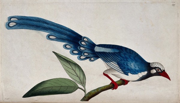 A bird, possibly a tropical kingfisher. Coloured etching by R. N.