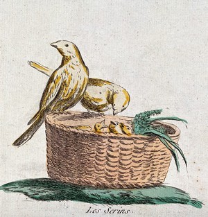 view Two canaries feeding their young in a basket. Coloured etching.