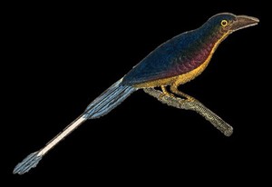 view A bird, possibly a raquet-tailed kingfisher. Coloured engraving.