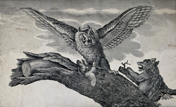 An owl with a bird clutched in its talons is disturbed by a dog. Wood engraving.