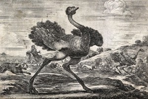 view Ostriches fleeing from hounds and a huntsman on horseback. Etching with engraving by S. Della Bella.