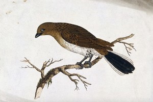 view A bird, possibly a type of warbler. Coloured etching.