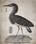 view A bittern and one of its feathers. Etching.