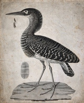 A bittern and one of its feathers. Etching.