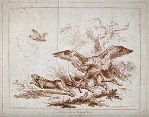 view An eagle catching one hare while another escapes. Colour etching by G. Demarteau, ca. 1760, after C. Dagomer.