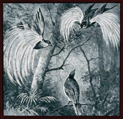 Two male great birds of paradaise (Paradisea apoda) displaying to a female bird. Reproduction of a painting.