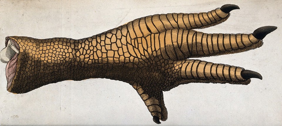 The foot of a large bird, possibly a dodo. Coloured engraving.