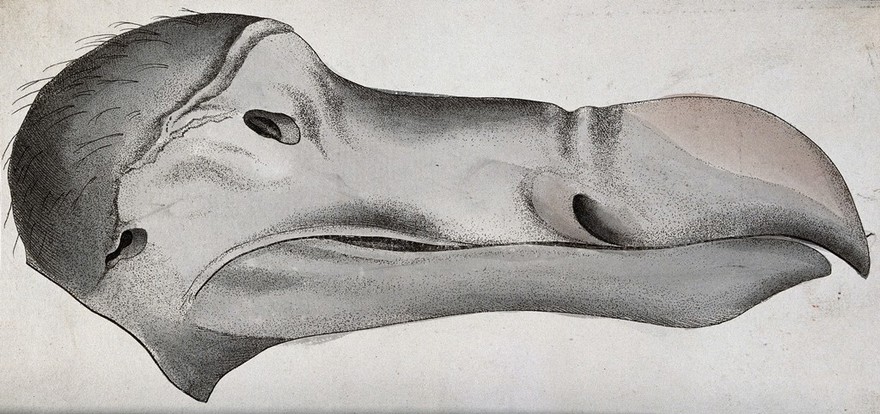 The head of a dodo. Coloured stipple engraving.