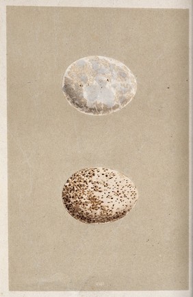 Two bird eggs, one speckled with brown spots and the other blotchy white. Coloured chromolithograph.