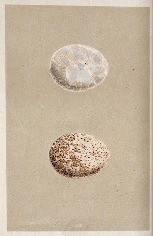 view Two bird eggs, one speckled with brown spots and the other blotchy white. Coloured chromolithograph.