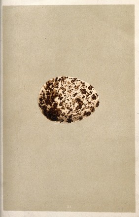 A thickly speckled bird's egg, possibly that of a grouse. Coloured chromolithograph.