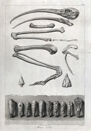 view Bones and mummified remains of an ibis. Etching by R. Pollard after V. Denon.