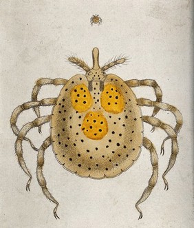 A spider, both enlarged and life size. Coloured engraving.