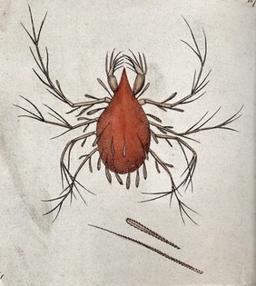 A red water-spider (Hydrachna coccinea). Coloured engraving.