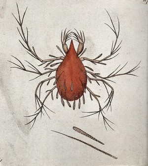 view A red water-spider (Hydrachna coccinea). Coloured engraving.