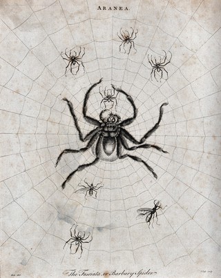 A large barbary spider with her young in her web. Etching by J. Pass, ca. 1796, after J. E. Ihle.