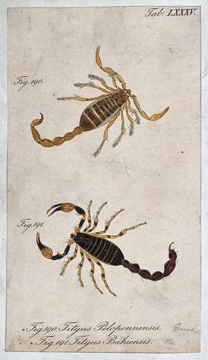 view Two scorpions: Tityus peloponnensis and Tityus bahiensis. Coloured engraving.