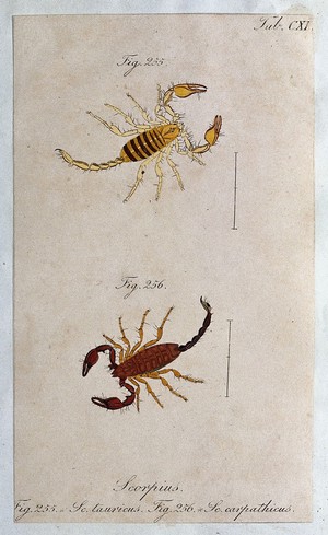 view Two scorpions: Scorpius tauricus and Scorpius carpathicus. Coloured engraving.