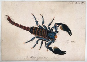 view A large scorpion: Buthus cyaneus. Coloured engraving.