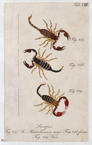 view Three scorpions: a male and female Scorpio massiliensis and a variety of the species. Coloured engraving.