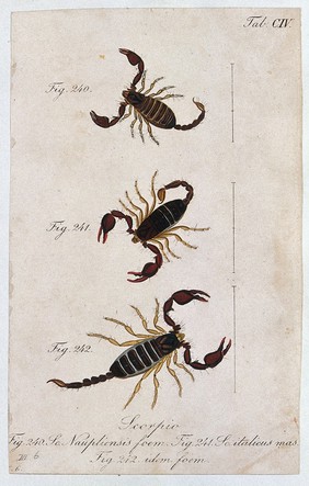 Three scorpions: a female Scorpio naupliensis and a male and female Scorpio italicus. Coloured engraving.