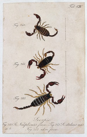 view Three scorpions: a female Scorpio naupliensis and a male and female Scorpio italicus. Coloured engraving.