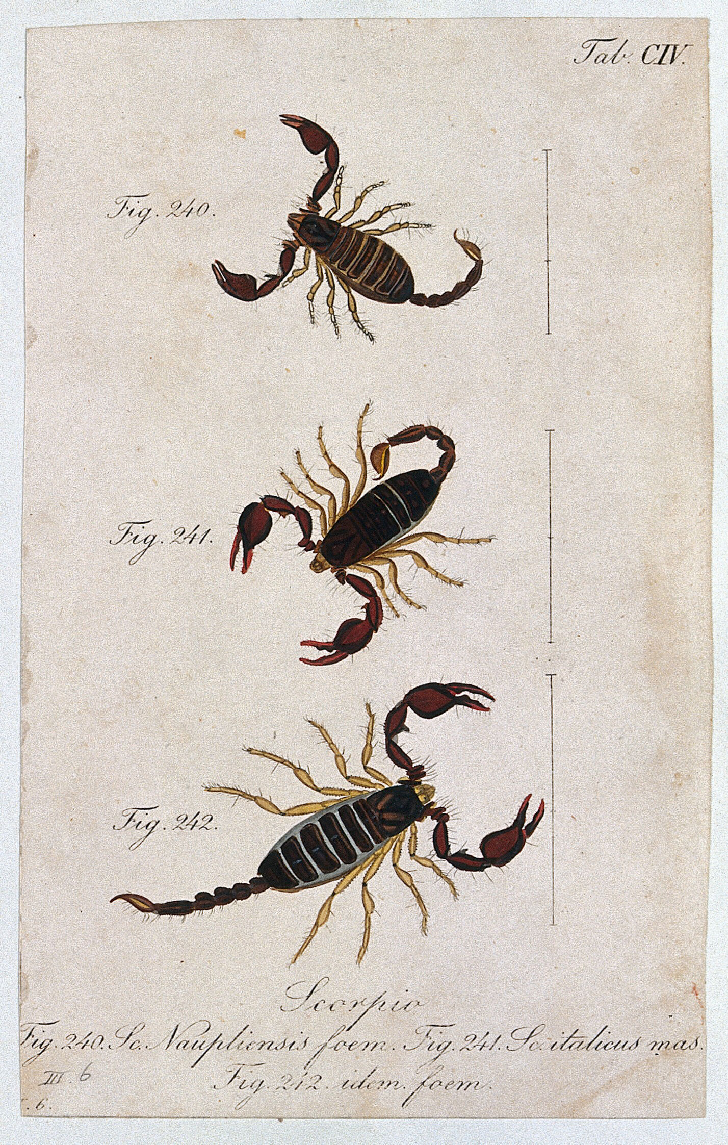 scorpion scientific illustration