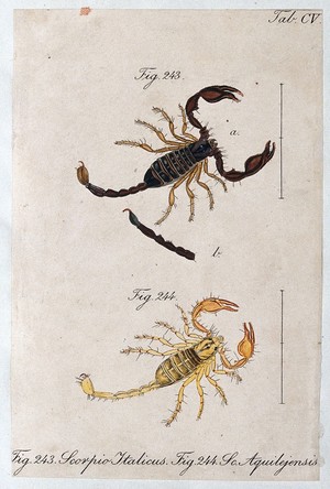 view Two scorpions: Scorpio italicus and Scorpio aquilejensis. Coloured engraving.