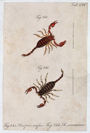 view Two scorpions: Scorpio rufus and Scorpio concinnus. Coloured engraving.