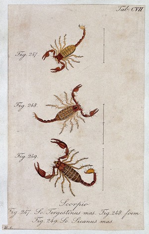 view Three scorpions: a male and female Scorpio tergestinus and a male Scorpio sicanus. Coloured engraving.