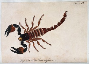 view A large scorpion: Buthus defensor. Coloured engraving.