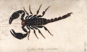 view A large scorpion: Buthus reticulatus. Coloured engraving.