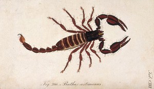 view A large scorpion: Buthus costimanus. Coloured engraving.