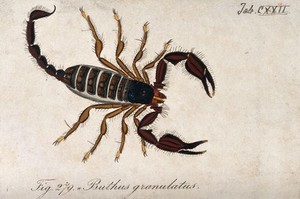 view A large scorpion: Buthus granulatus. Coloured engraving.