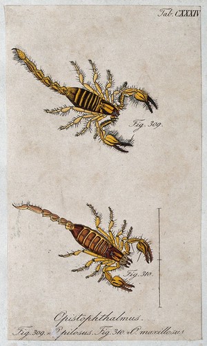 view Two scorpions: Opistophthalmus pilosus and Opistophthalmus maxillosus. Coloured engraving.