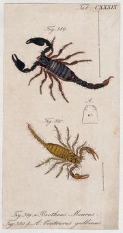 Two scorpions: Brotheus maurus and Centrurus galbinus. Coloured engraving.