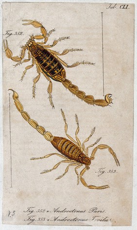 Two scorpions: Androctonus paris and Androctonus troilus. Coloured engraving.